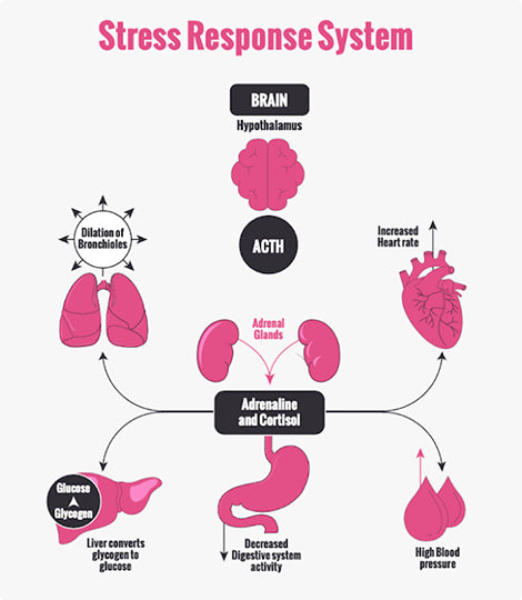 Graphic image of stress response system.